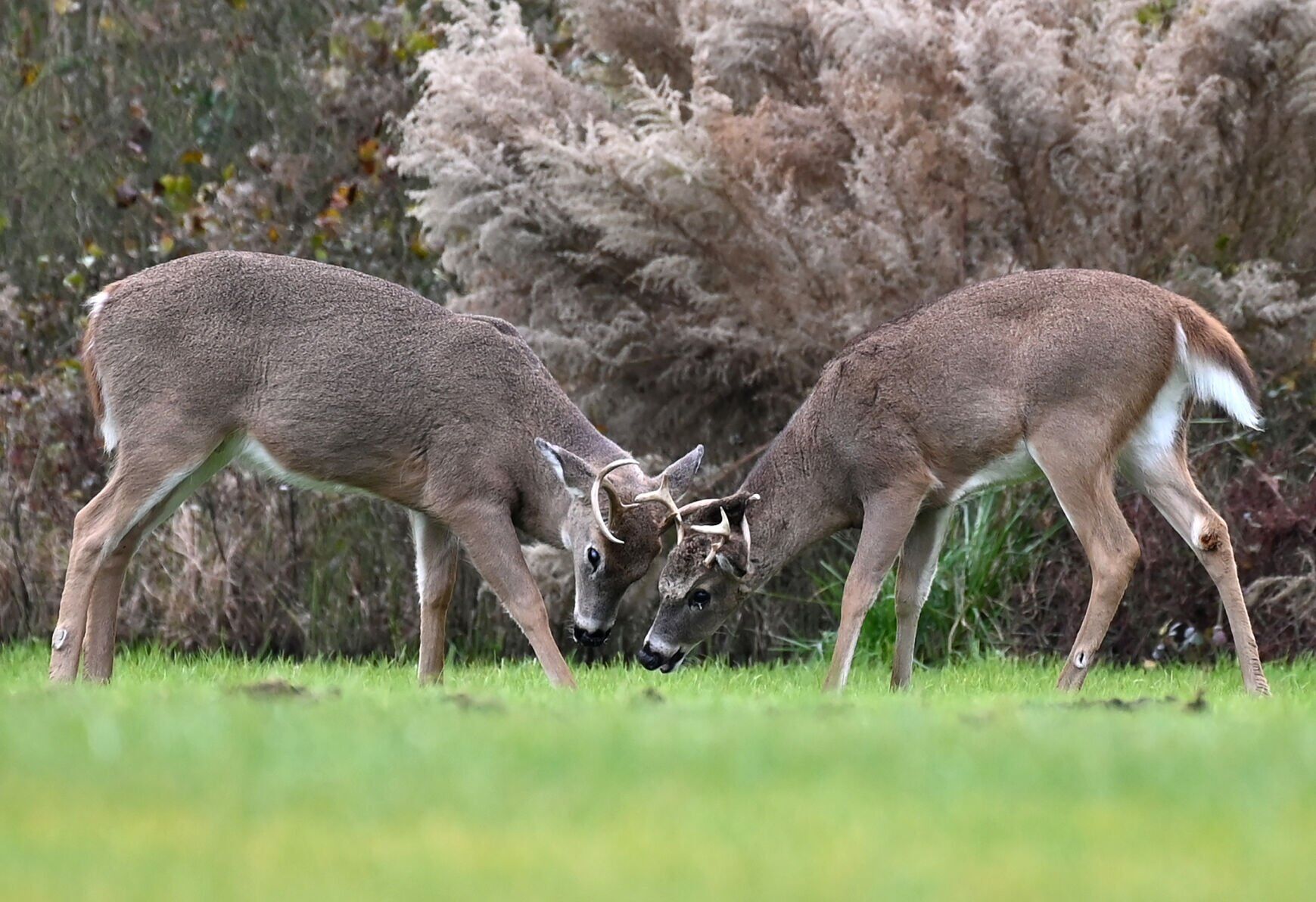 Deer covid